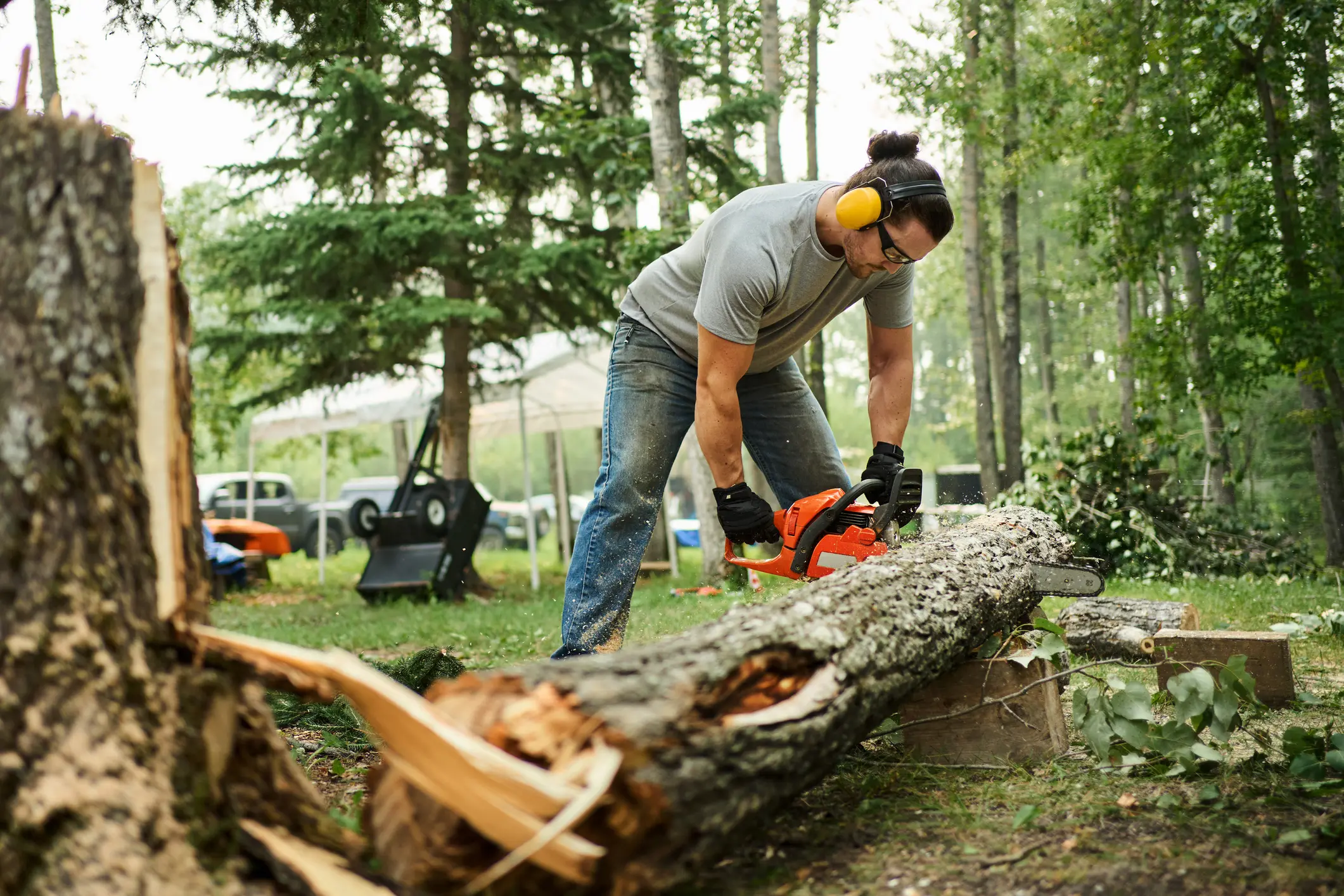 Young man wearing ear protection using a chainsaw to cut down a tree in a yard on his rural property